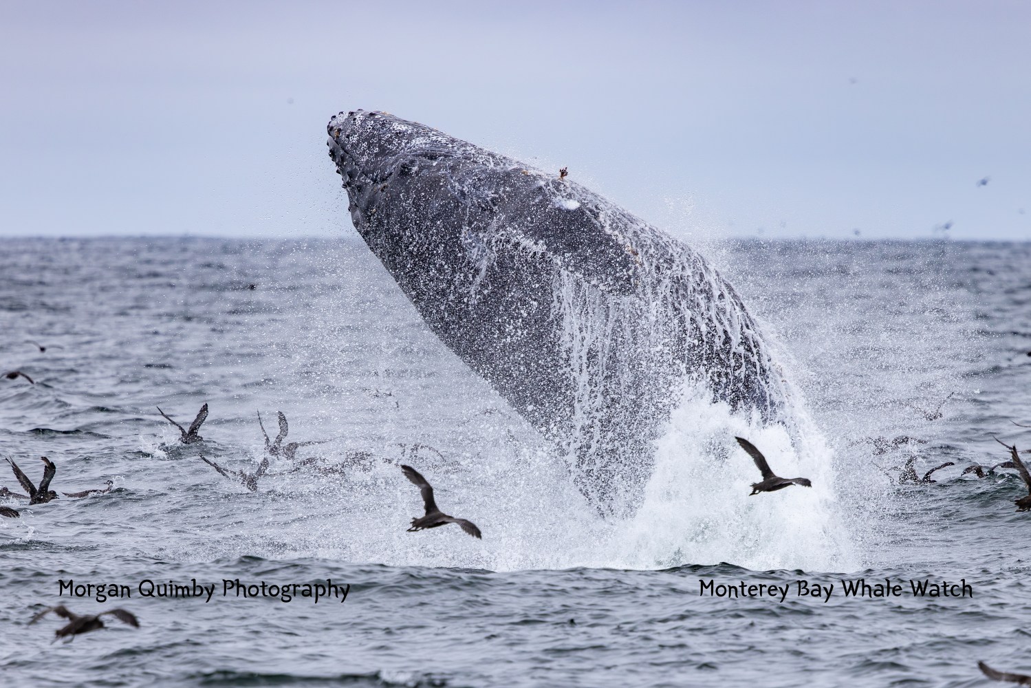 Humpback whale breaching water, surrounded by birds in an ocean setting.