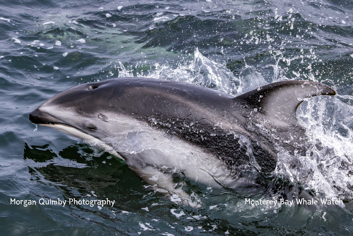 A dolphin swimming in the ocean with splashes of water around its body.