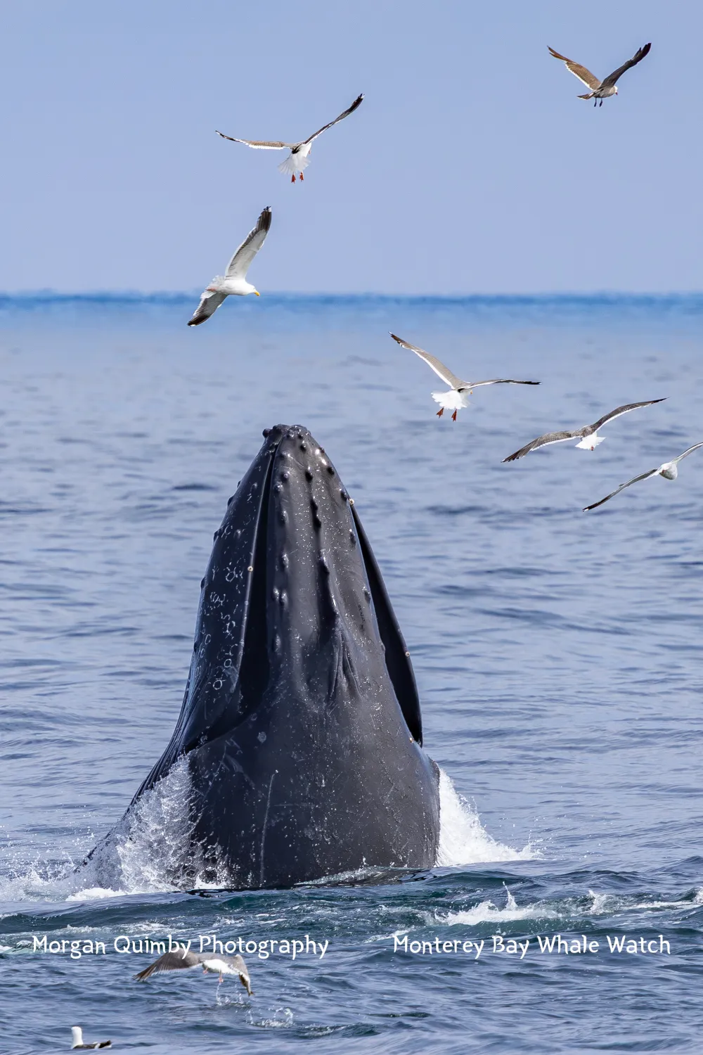 Humpback whale breaching with seagulls flying above in the ocean.