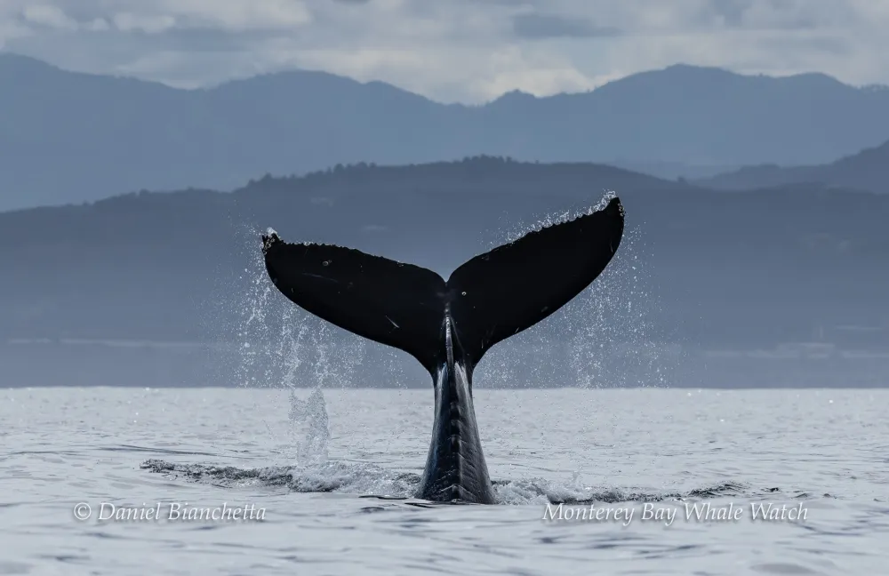 Whale tail splashing in ocean with distant mountains in the background.