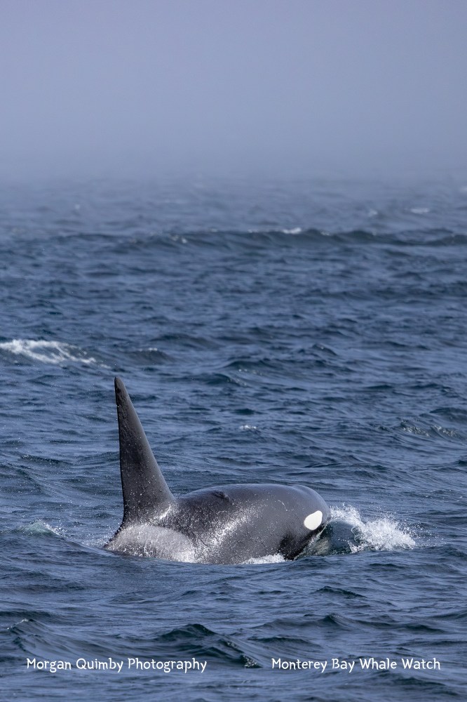 Orca swimming in the ocean with only its dorsal fin and part of head above water.
