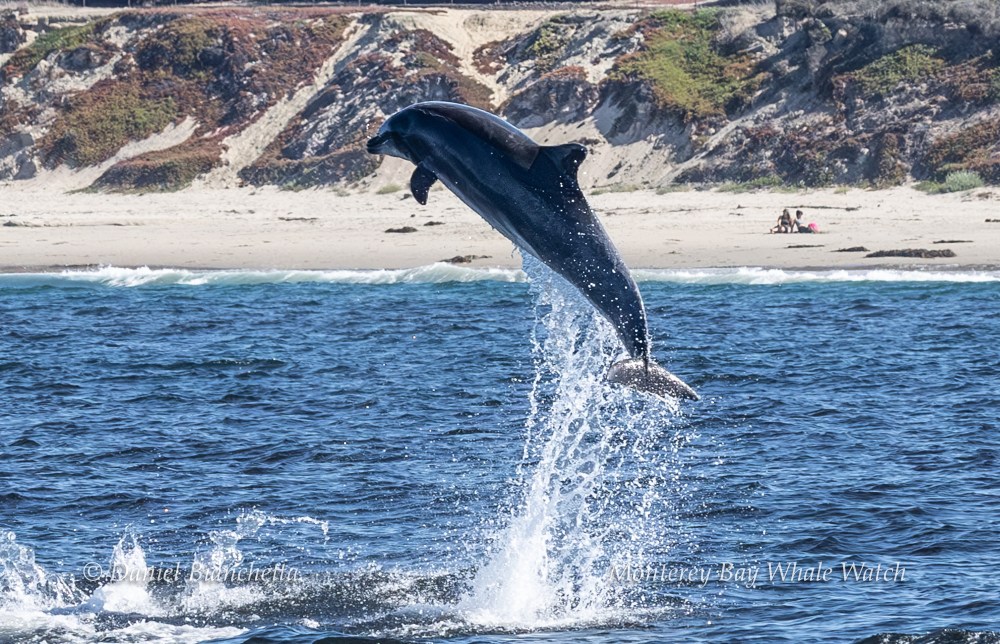 Dolphin leaping out of the ocean near a sandy beach with cliffs and people sitting on the shore.