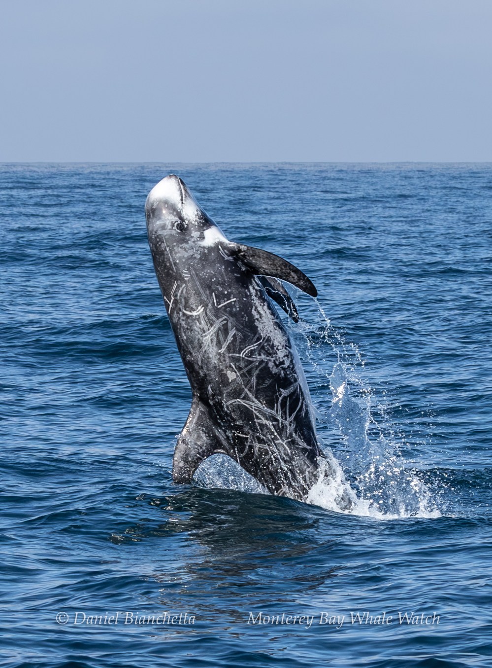 A Risso's dolphin leaping out of the ocean, showing a scarred body against a clear blue sky.