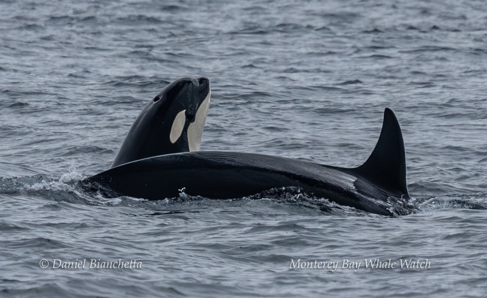 Orca swimming in the ocean with dorsal fin visible above water surface.