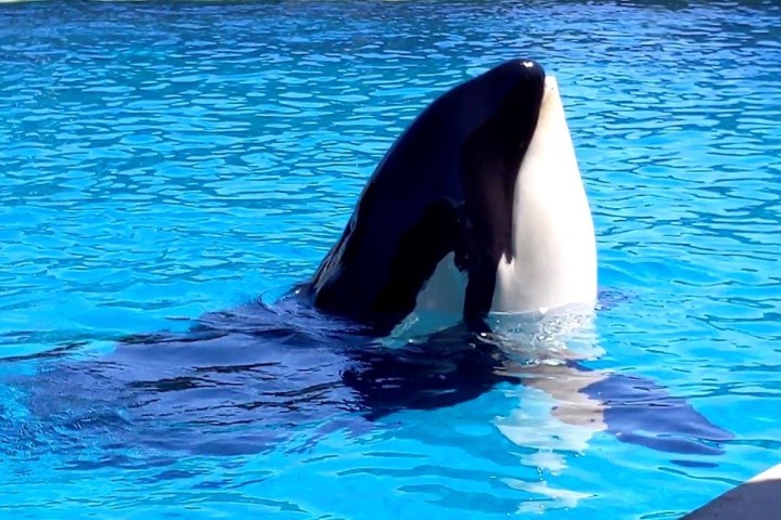 Orca partially submerged, head above water in a bright blue pool.