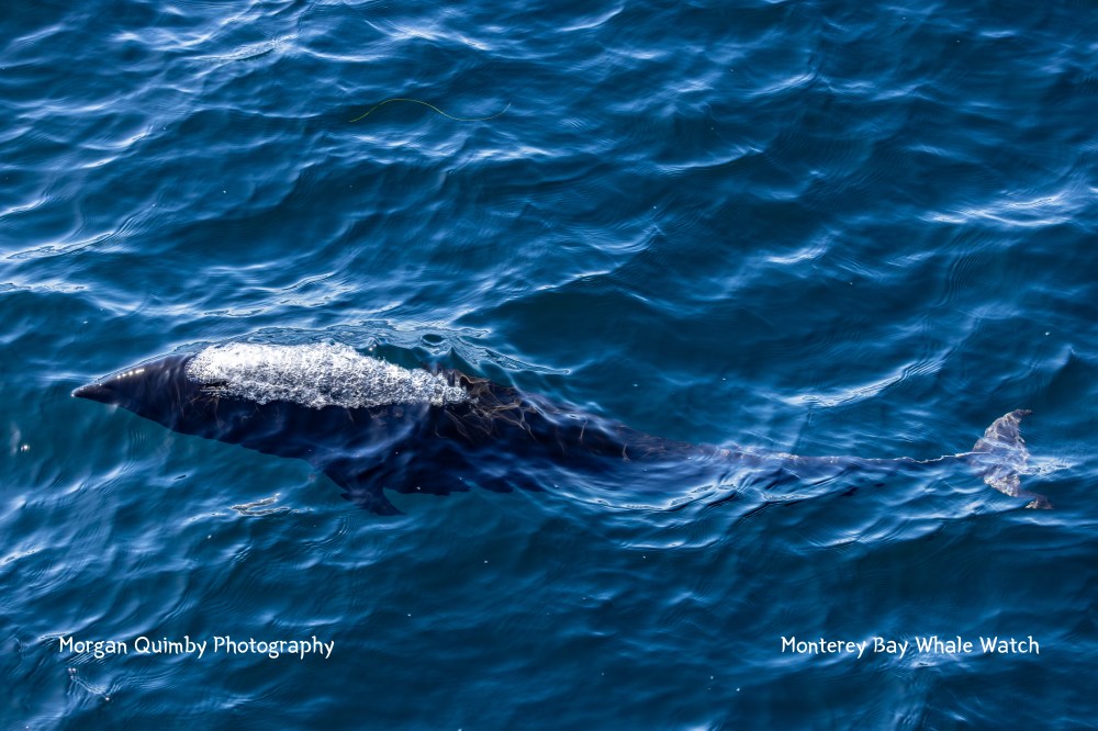 A dolphin swimming in blue ocean water, partially submerged and creating ripples.