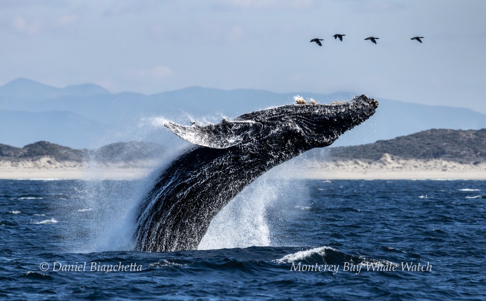 Breaching whale in ocean with birds flying above against a mountainous shoreline background.