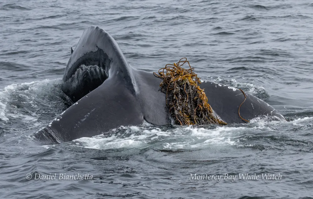 Whale tail with seaweed in water, captioned 'Monterey Bay Whale Watch'.