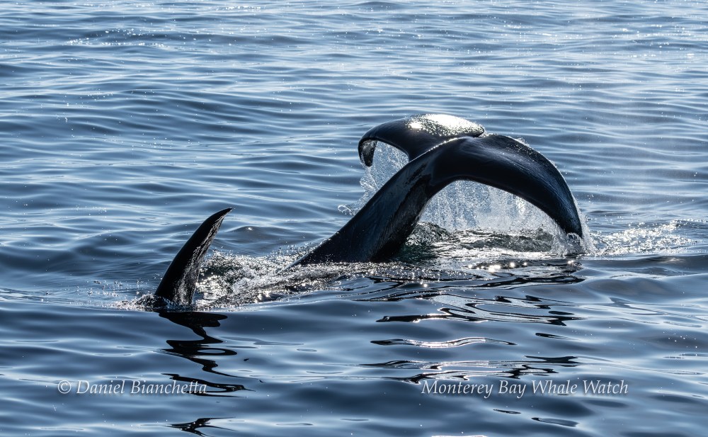 A whale's tail emerges from the water in a serene ocean setting.