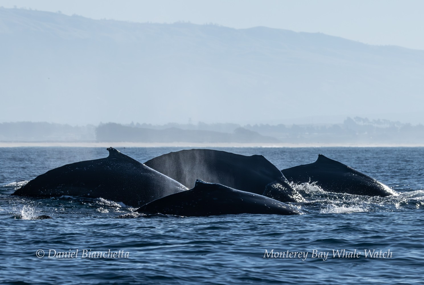 Group of humpback whales surfacing in calm ocean near distant shoreline.