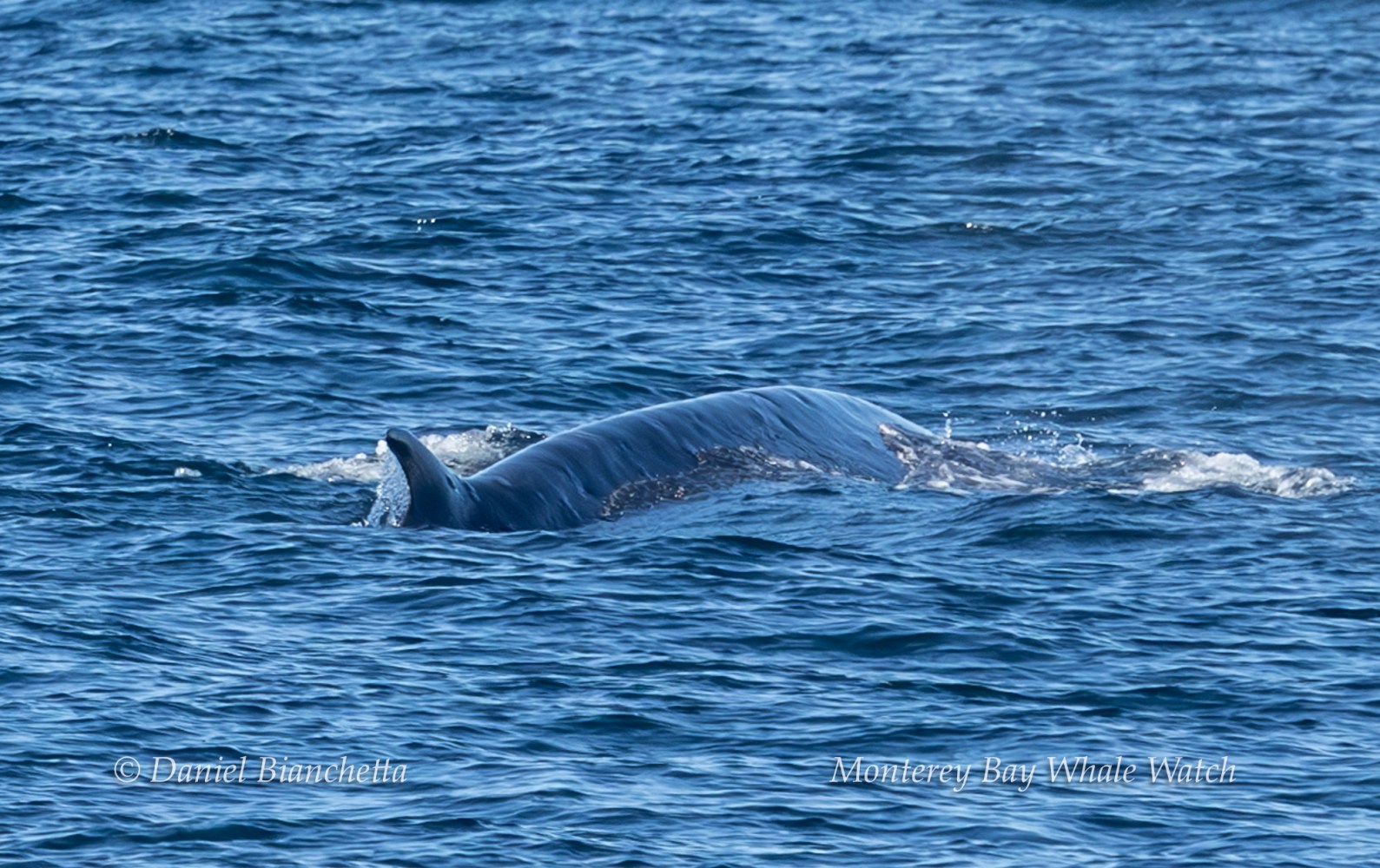 Whale partially submerged, fin visible, in the blue ocean water.