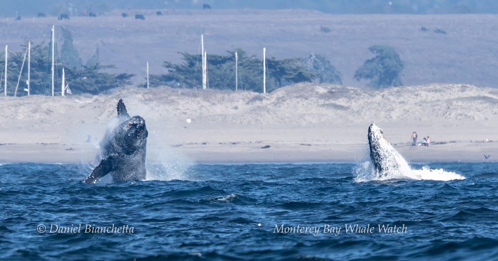 Two whales breaching in the ocean near a sandy shore with distant hills and trees.