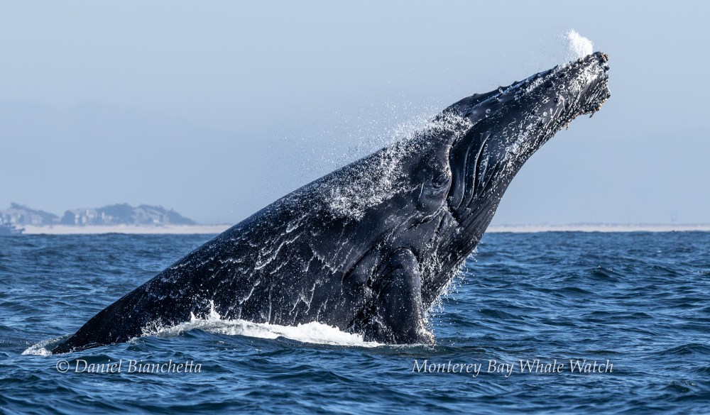 Humpback whale breaching in ocean near coastline, with water spray and distant land visible.