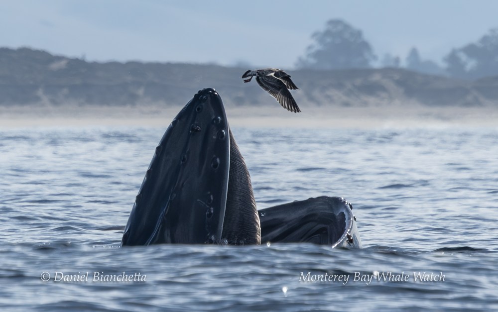 A humpback whale breaches with a bird flying above its mouth in a calm ocean setting.