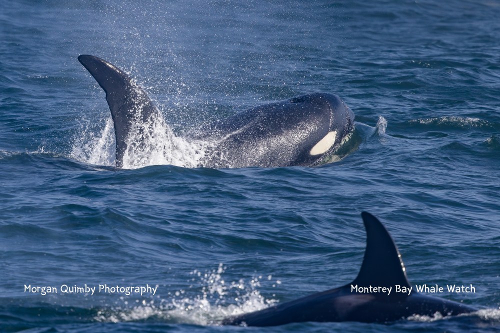 Two orcas swimming in the ocean, one with its dorsal fin out of the water.
