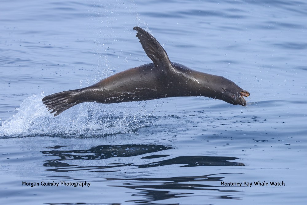 Sea lion leaping out of water with ocean backdrop.