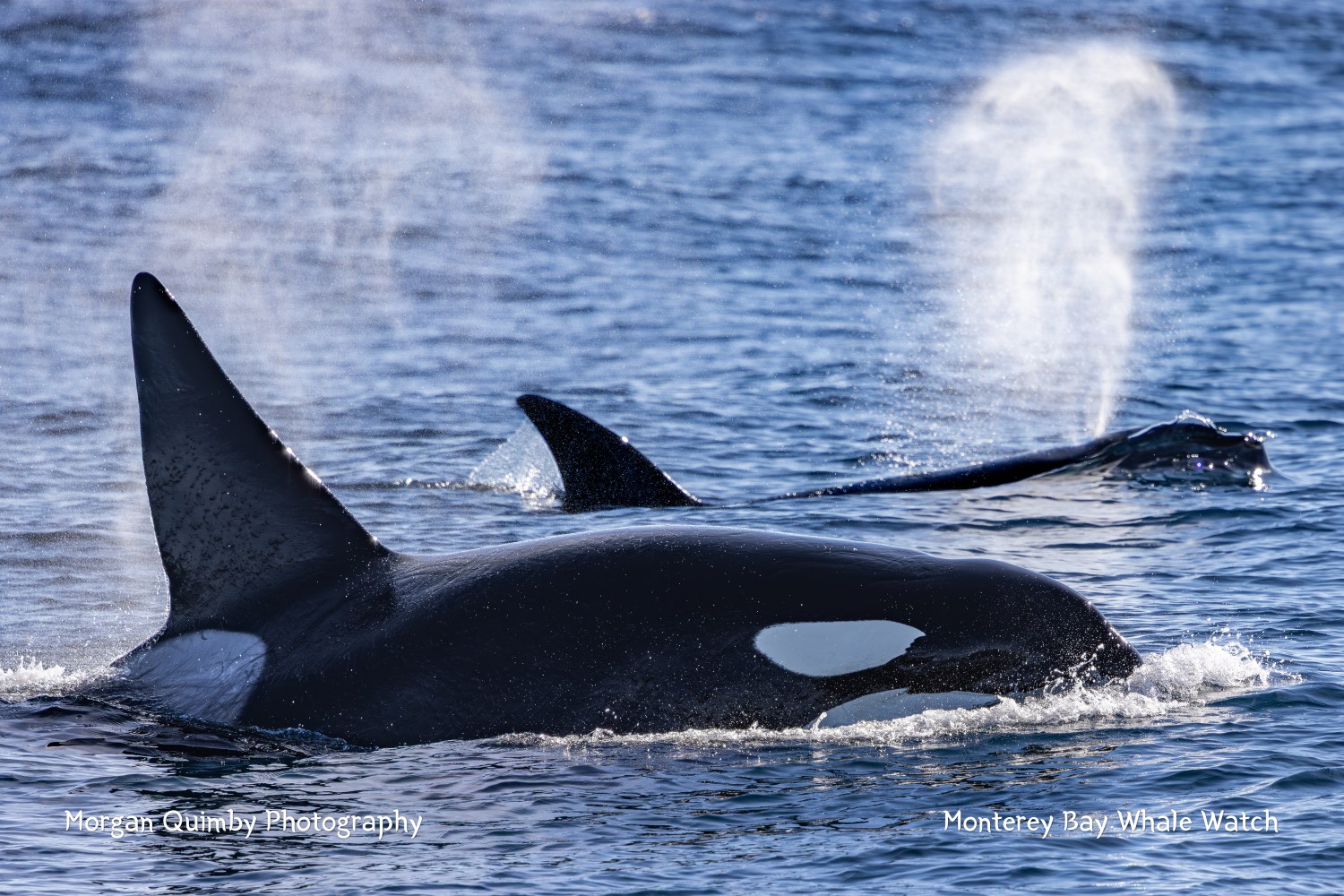Orcas swimming in the ocean with water sprays from their blowholes.