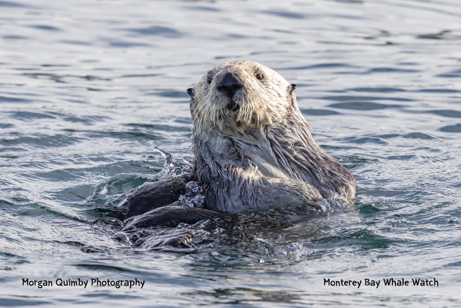 Sea otter floating on its back in calm water, facing the camera.