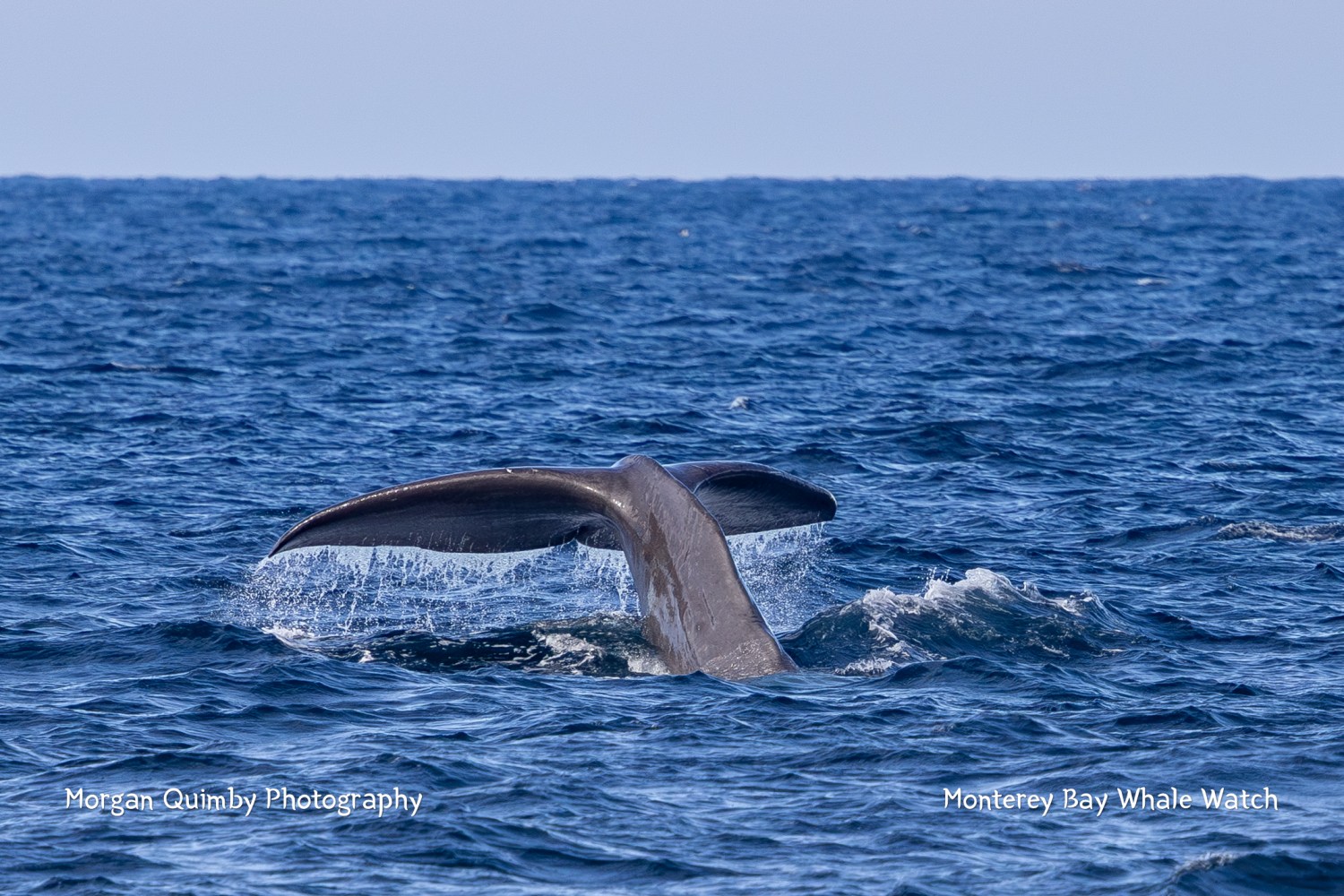 Whale tail emerging from ocean, splashing water with clear sky above.