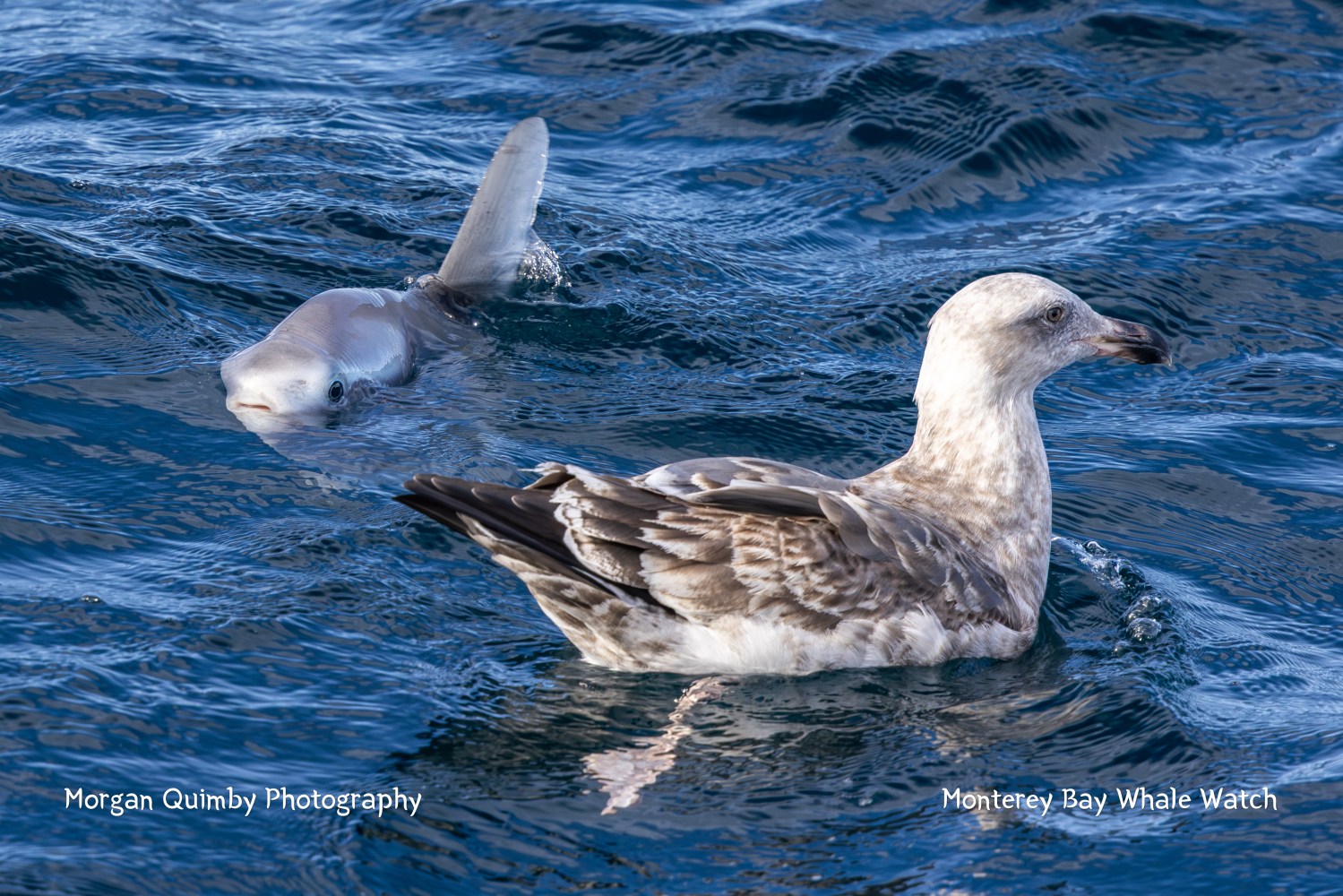 A gull floats on water with a shark fin nearby, under sunny skies.