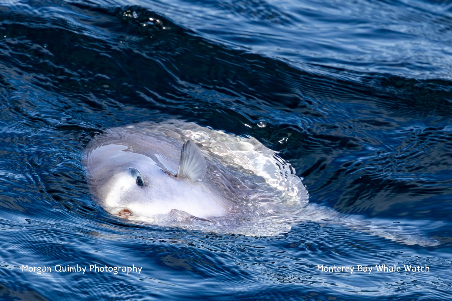 Sunfish swimming near the surface of the ocean with rippling waves.