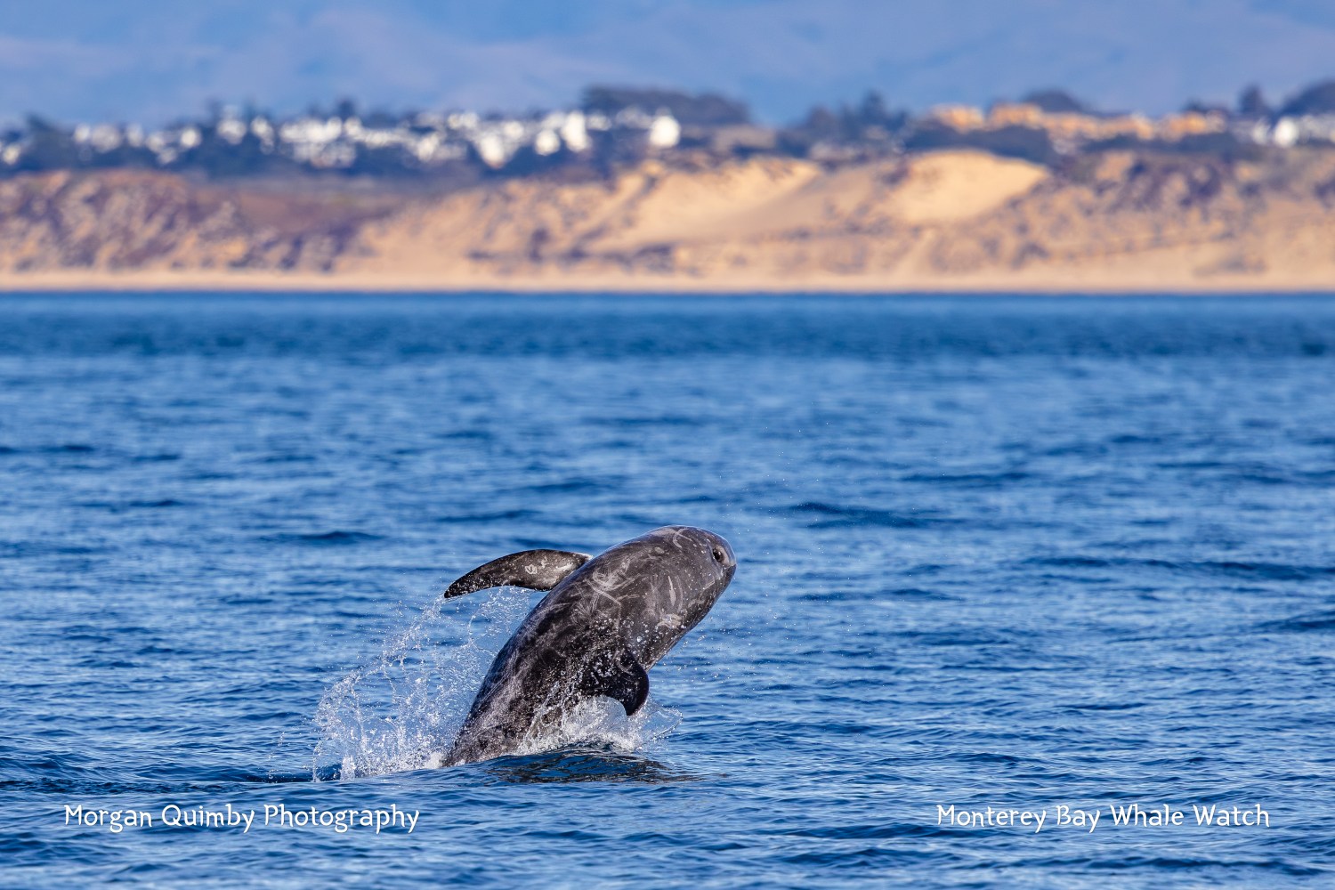 Dolphin breaching water in Monterey Bay with sandy hills and buildings in the background.