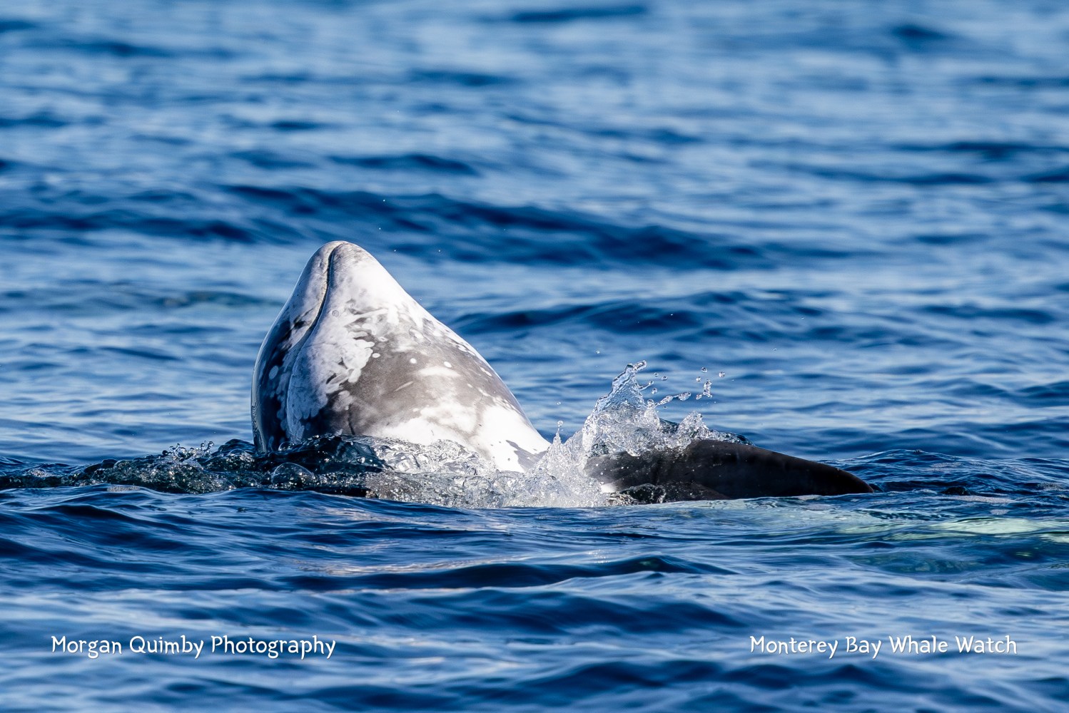 A gray whale breaching the surface of the ocean, creating small splashes.