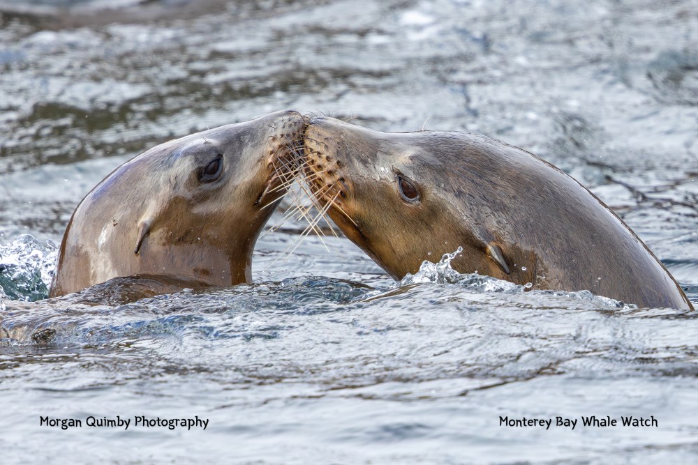Two sea lions nuzzle each other in the water, with rippling waves around them.