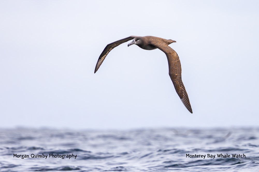 Brown bird with long wings flies over the ocean under a cloudy sky.