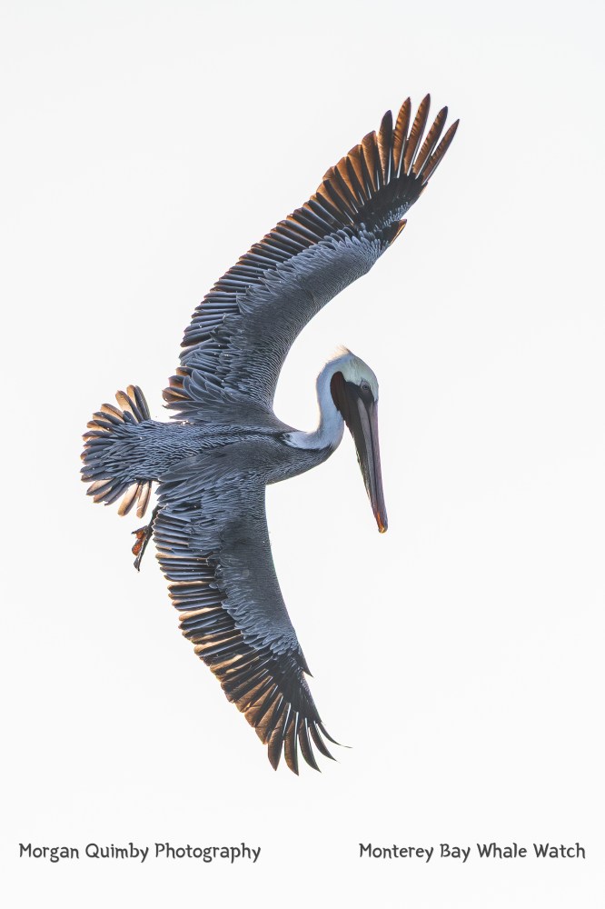 Brown pelican in flight with wings fully spread against a white sky.
