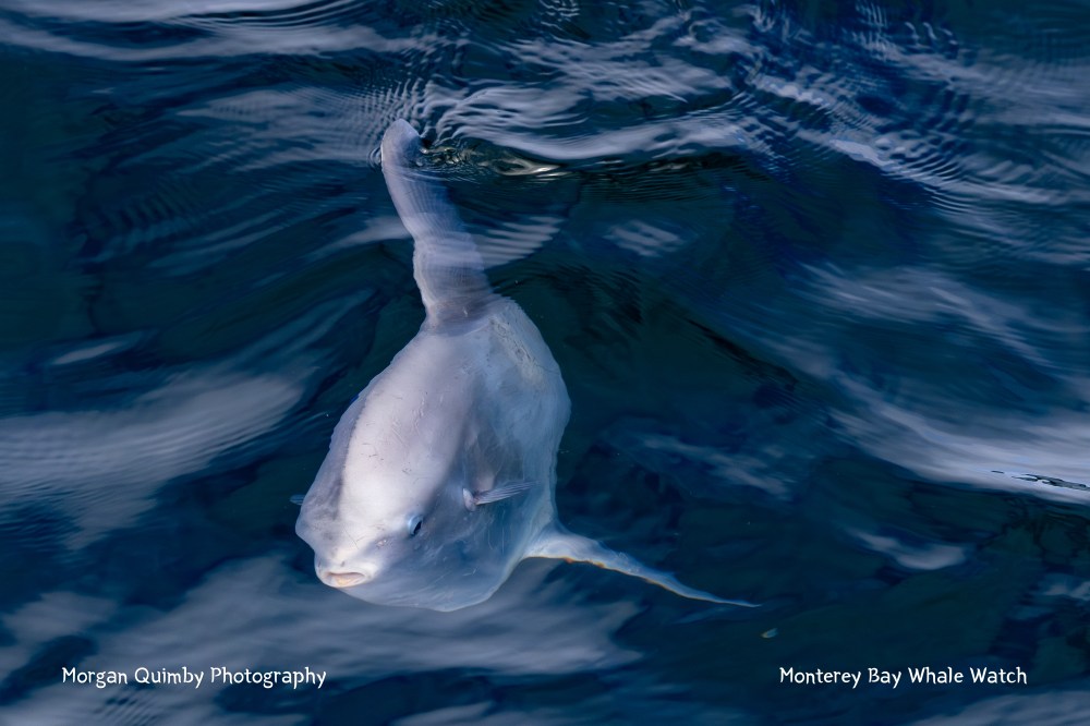 Ocean sunfish swimming in dark blue water, fin visible above surface.
