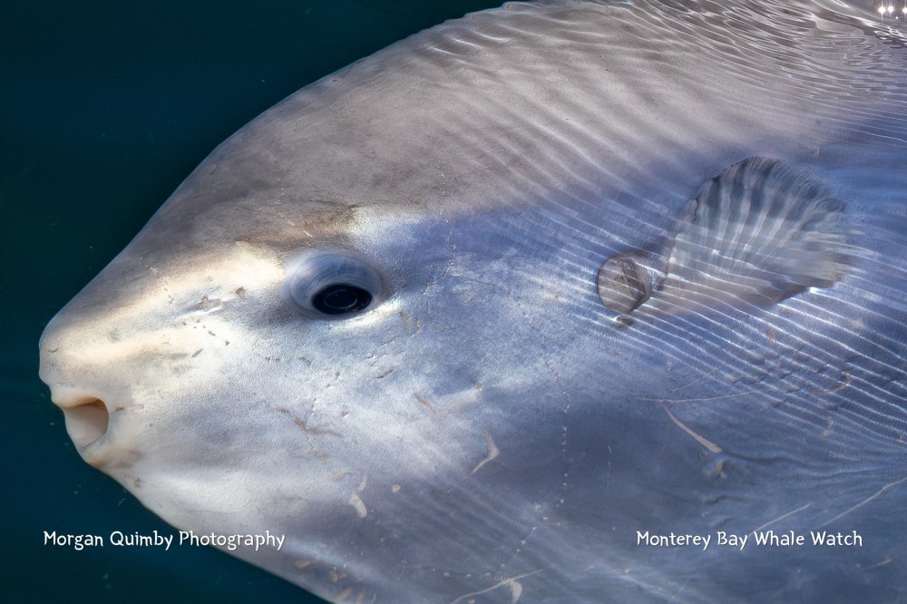Close-up of ocean sunfish near the water surface, showing its eye and part of its body.