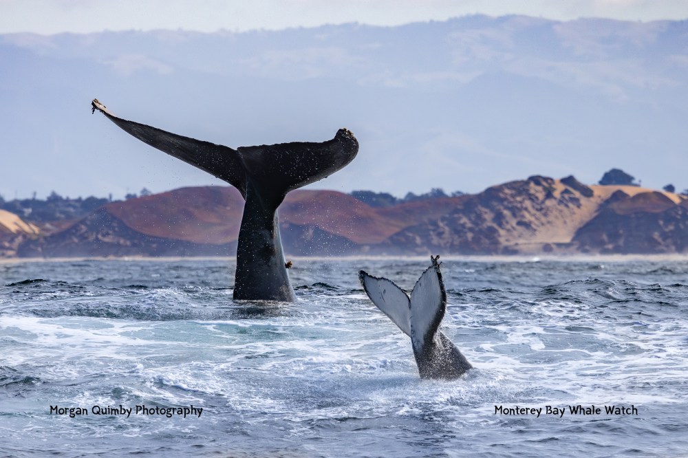Two whale tails emerging from the ocean waves with hills in the background.